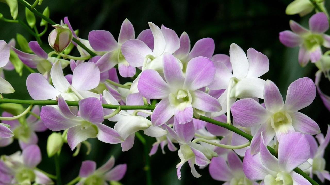 Orchid Haven Albergue Cameron Highlands Exterior foto